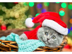 АЛМАЗНАЯ МОЗАИКА 30*40 СМ КОТИК В КОРЗИНЕ 28ЦВ